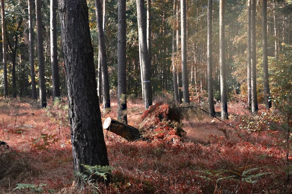 Herbstlicher Kiefernwald mit Farnen am Waldboden