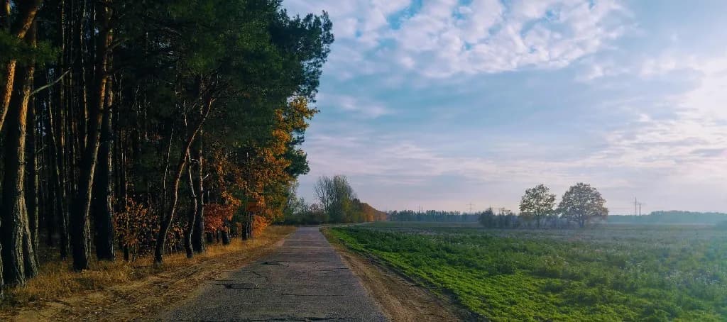 Waldweg zwischen Kiefernwald und Feld im Schlaubetal