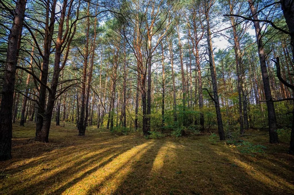 Kiefernwald mit langen Schatten — Beratung und Bestandseinschätzung