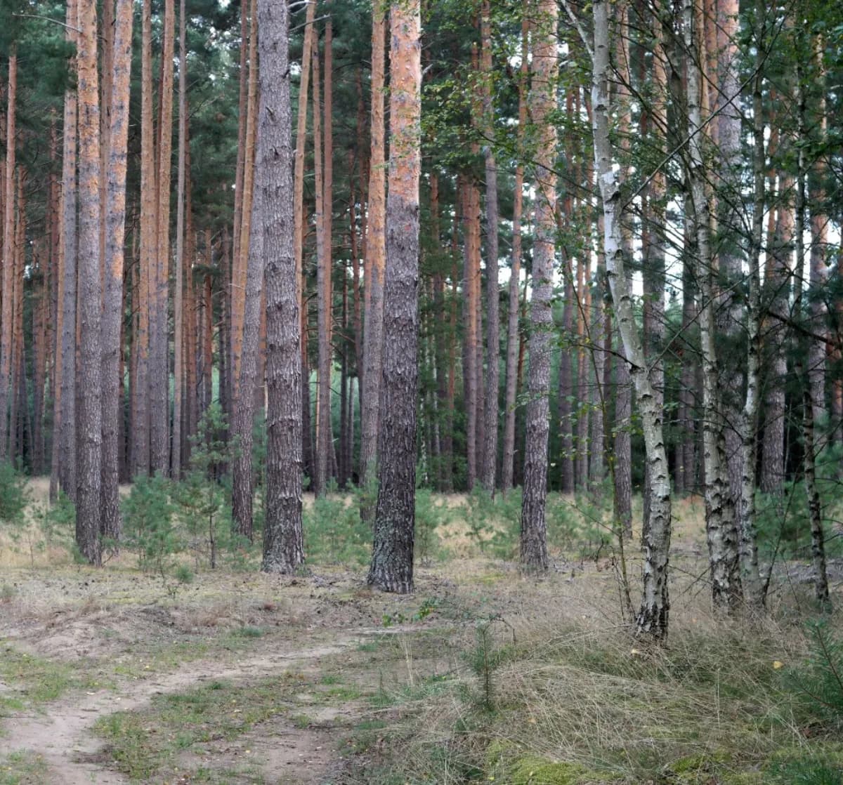 Kiefern-Birken-Bestand, wie er für die Wälder in Brandenburg typisch ist