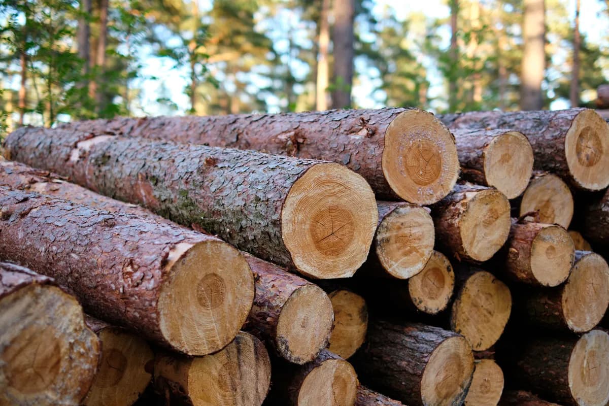 Stammholzpolter am Waldweg — gemeinsame Vermarktung gebündelter Holzmengen