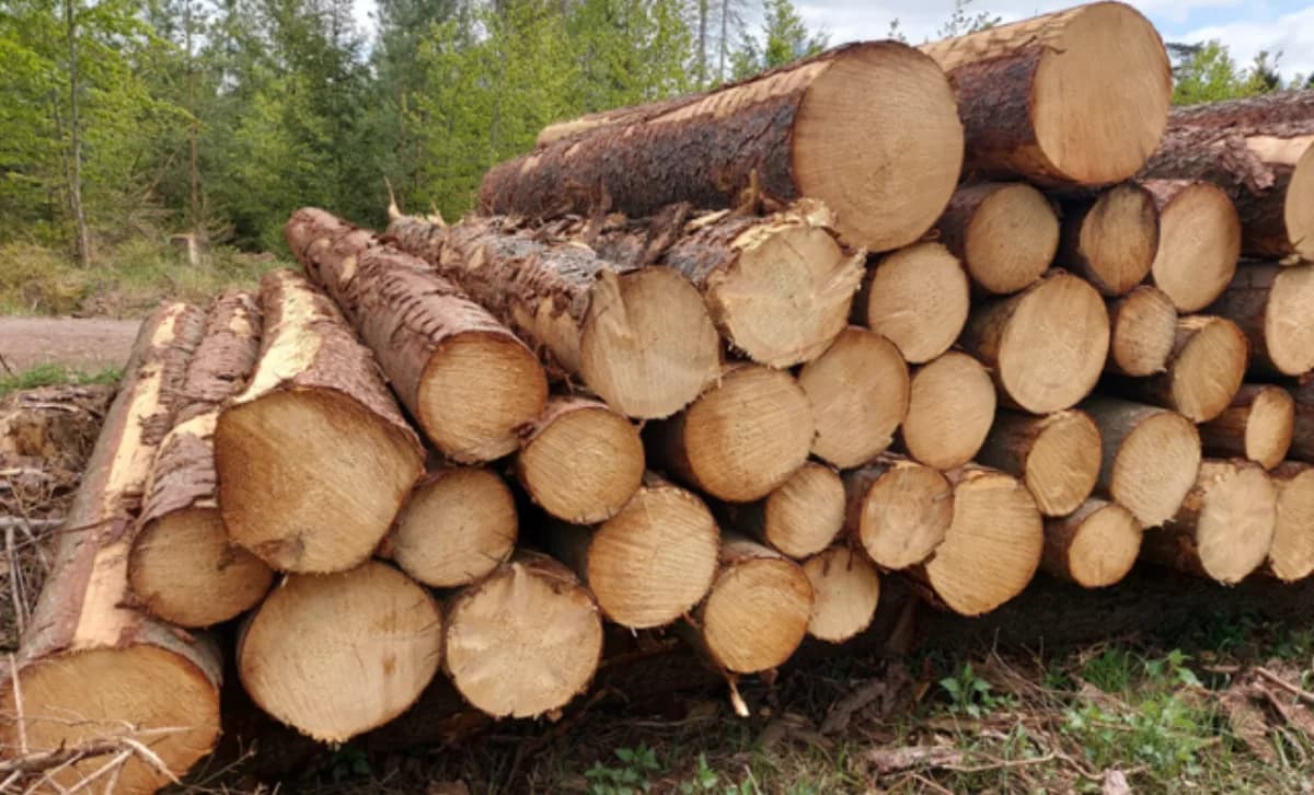 Stammholzpolter am Waldweg — gemeinsame Vermarktung gebündelter Holzmengen