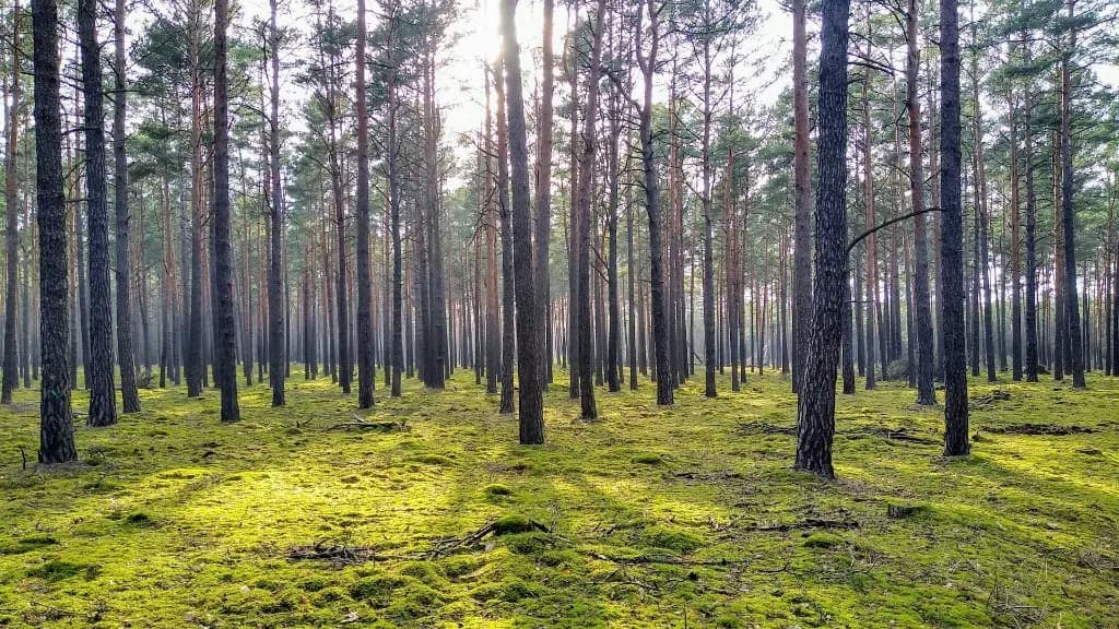 Sonnenlicht fällt durch die Kronen eines moosigen Kiefernwaldes
